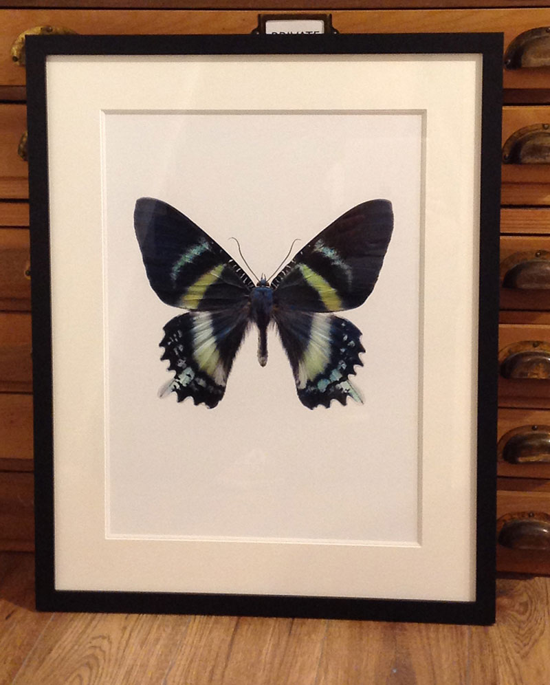 Butterfly on a white background with black frame