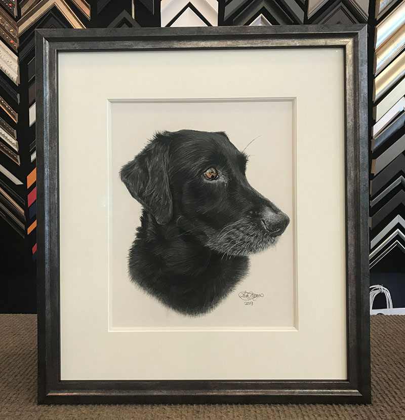 drawing of a Labrador on a white background with a black frame