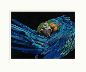 Malachi by Sarah Jackson - an image of a blue parrot
