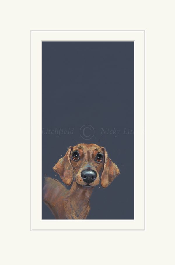 Sausage Nicky Litchfield. Daschund on blue background. Mounted
