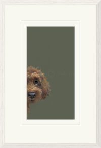 Taking a Peek Nicky Litchfield. Cockapoo with sage green background