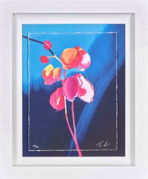 Tim Fowler Ethereal orchid, blue background, white frame