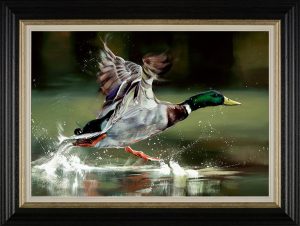 Mallard duck taking flight