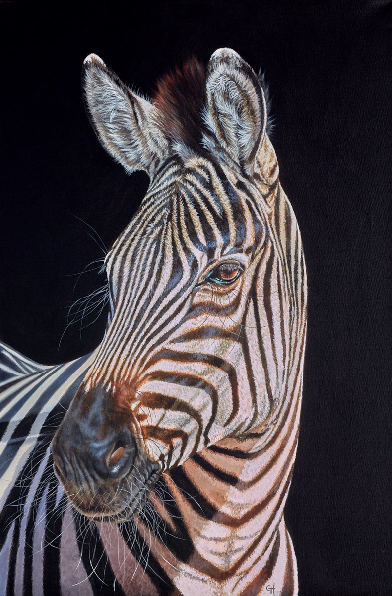 Gina Hawshaw original painting on stretched canvas - zebra with black frame and background
